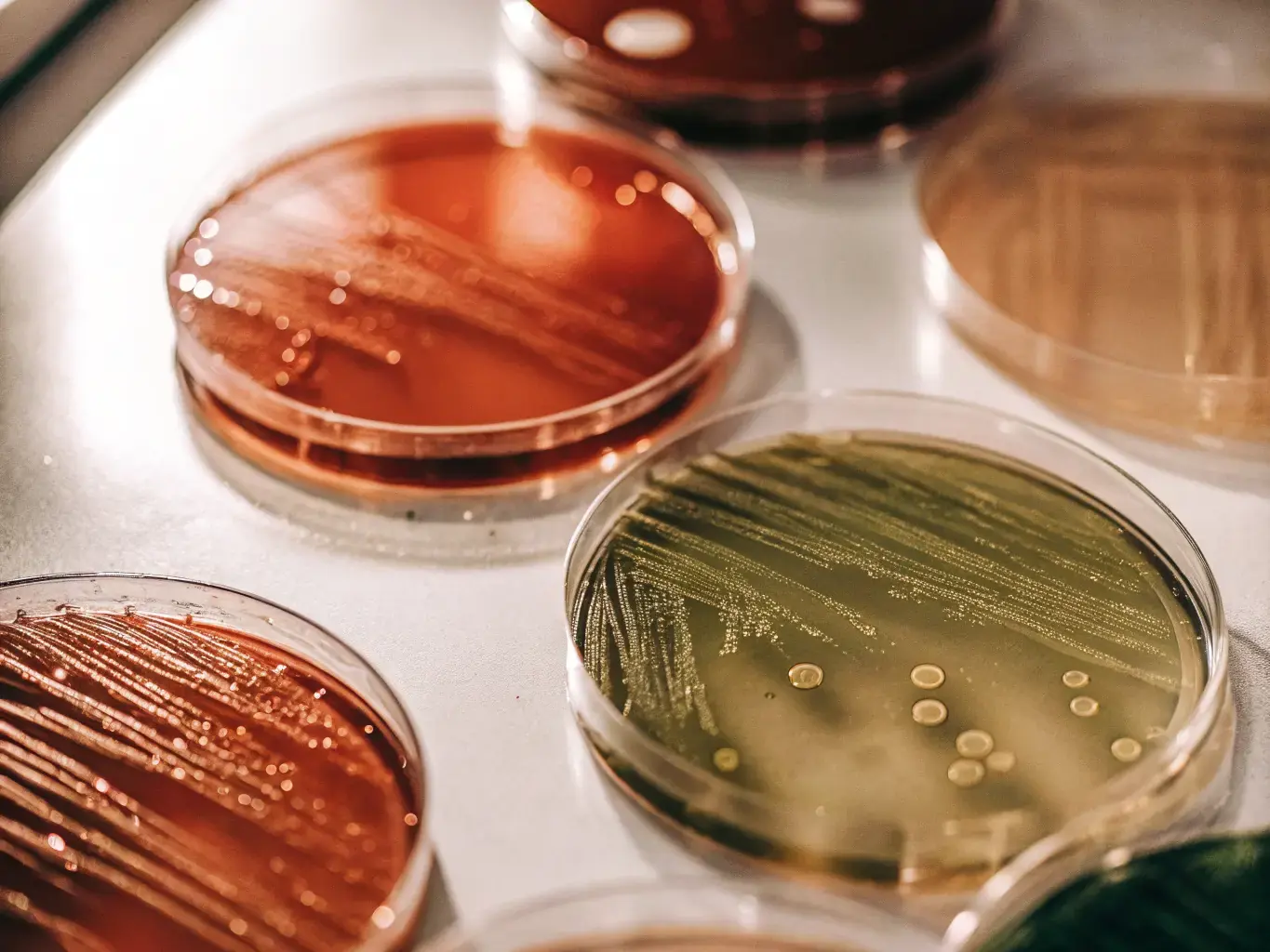 Bacteria cultures in laboratory petri dishes producing PHA biopolymer — the natural science behind PHA straw manufacturing